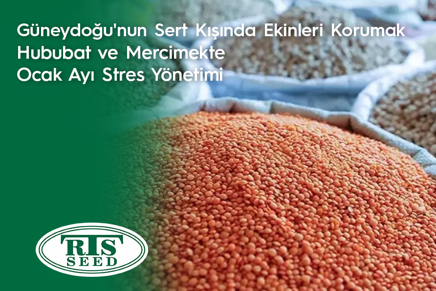 Güneydoğu'nun Sert Kışında Ekinleri Korumak: Hububat ve Mercimekte Ocak Ayı Stres Yönetimi