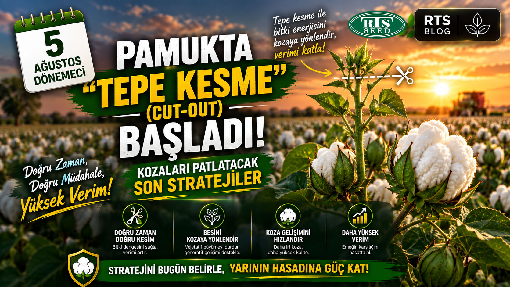 5 Ağustos Dönemeci: Pamukta "Tepe Kesme" (Cut-Out) Başladı! Kozaları Patlatacak Son Stratejiler